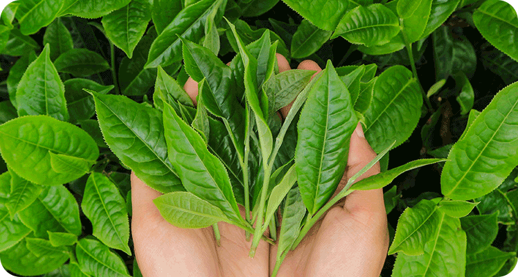 Garten- und Landschaftsbau