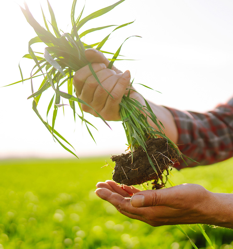 AGRICULTURE