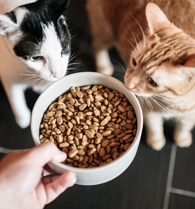 Pet food and pet supplies