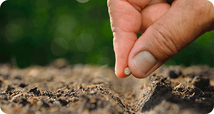 Seeds & Plant Cultivation