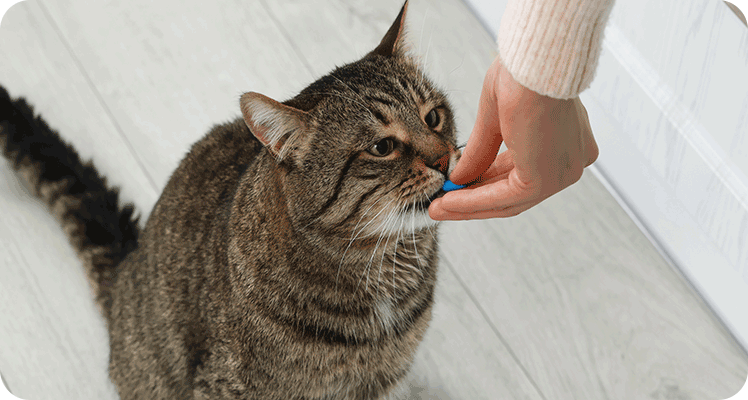 Tiernahrungsergänzung & Supplements